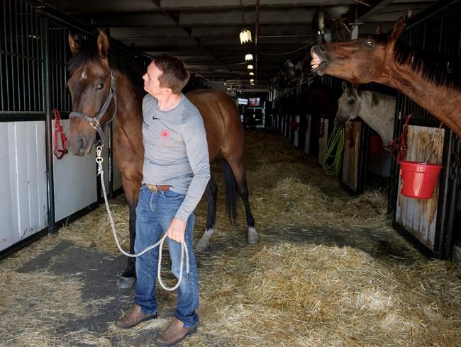 From hospital ward to chuckwagon track: device could help measure horse fitness | iNFOnews.ca