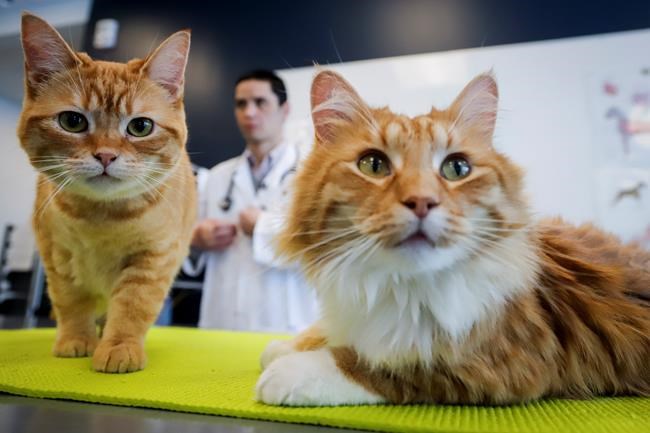 Eyes, ears, whiskers can give away if cats are in pain: study | iNFOnews.ca