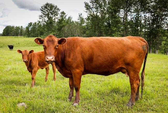 Meat industry groups concerned over China import ban, working with government | iNFOnews.ca CP804060055