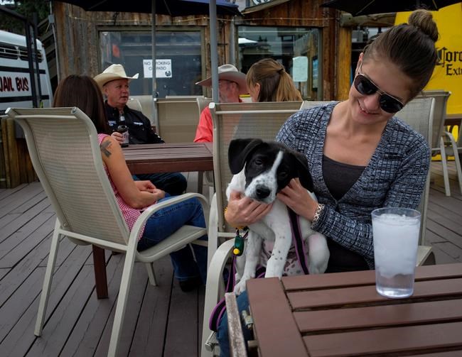 Canadian dog owners envious of New York's new rules for pet-friendly patios | iNFOnews.ca CP2120006512
