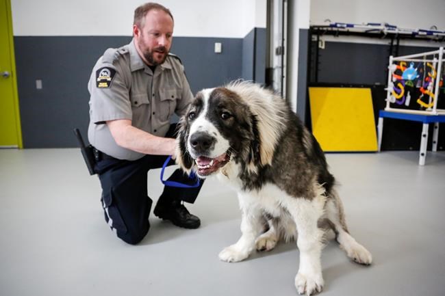 Pet medical neglect cases on the rise in economically ailing Calgary | iNFOnews.ca CP2018172538