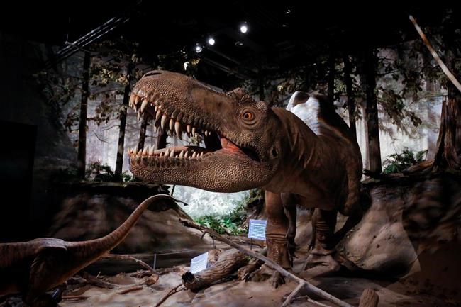 'Black Beauty' and 'Hellboy' - the dino stars of the Royal Tyrrell Museum | iNFOnews.ca 'Black Beauty' and 'Hellboy' - the dino stars of the Royal Tyrrell Museum | iNFOnews.ca