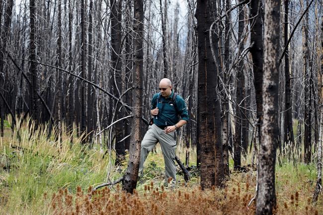 'Living laboratory:' Ecological surprises in Waterton two years after wildfire | iNFOnews.ca