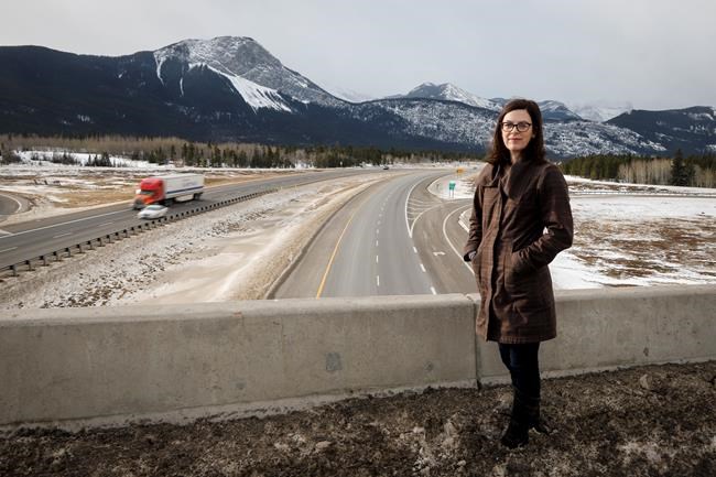 Success of wildlife corridors in Banff National Park has advocates wanting more | iNFOnews.ca