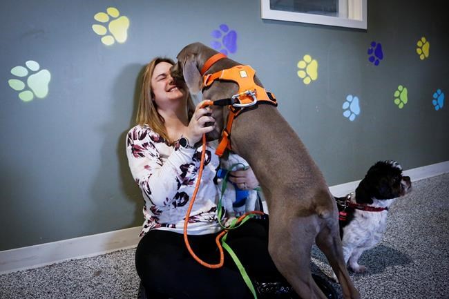 Pet support: Calgary group raising funds for animal-friendly homeless shelter | iNFOnews.ca