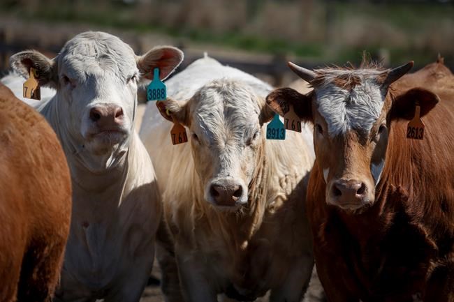 'It's unsettling:' Ranchers and feedlots worried about future impact of COVID-19 | iNFOnews.ca