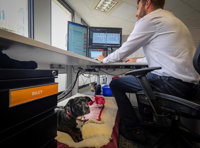 'A really good aura:' Calgary office tower dog friendly to attract tenants | iNFOnews.ca 'A really good aura:' Calgary office tower dog friendly to attract tenants | iNFOnews.ca