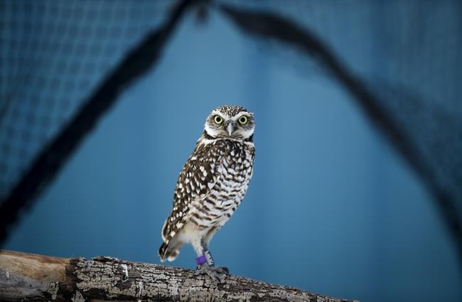 Do not disturb: Calgary Zoo wildlife centre aims to save endangered species | iNFOnews.ca Do not disturb: Calgary Zoo wildlife centre aims to save endangered species | iNFOnews.ca
