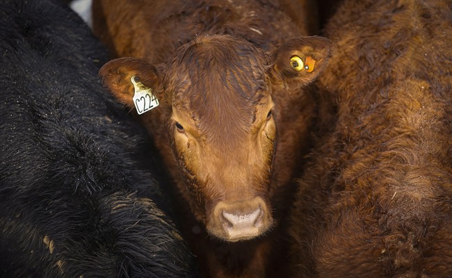 Cattle rustling alive and well in heart of the Canadian west | iNFOnews.ca CP36151637