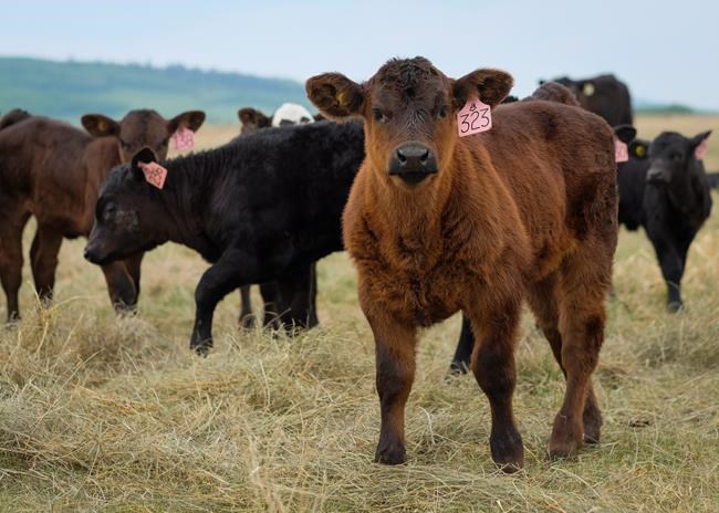 A quicklist of certification programs for 'humane' beef in Canada | iNFOnews.ca A quicklist of certification programs for 'humane' beef in Canada | iNFOnews.ca