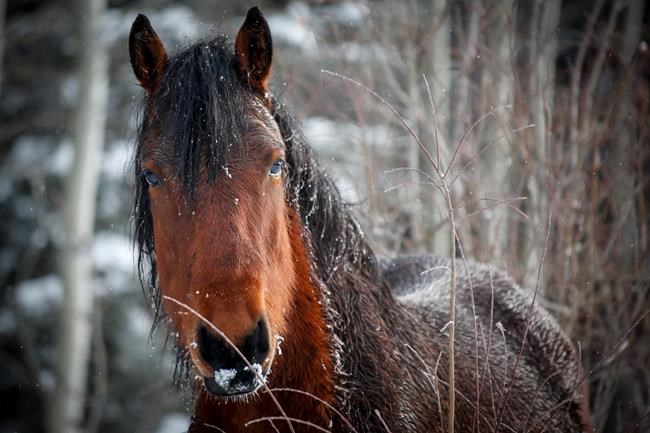 'A distinct identity:' Advocacy group wants protection for Alberta's wild horses | iNFOnews.ca 'A distinct identity:' Advocacy group wants protection for Alberta's wild horses | iNFOnews.ca