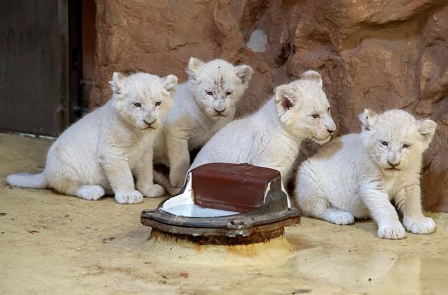 Tipping the scales: White lion cubs bulking up in Germany | iNFOnews.ca Tipping the scales: White lion cubs bulking up in Germany | iNFOnews.ca