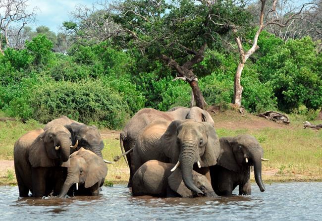 330 elephants in Botswana may have died from toxic algae | iNFOnews.ca