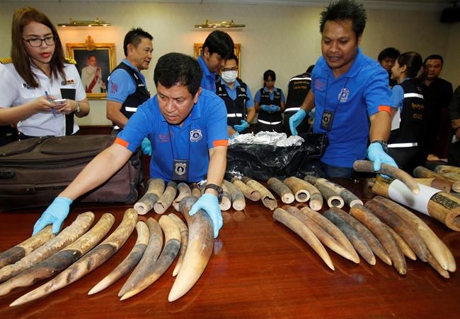 Market for illegal elephant ivory surges in Laos, study says | iNFOnews.ca Market for illegal elephant ivory surges in Laos, study says | iNFOnews.ca