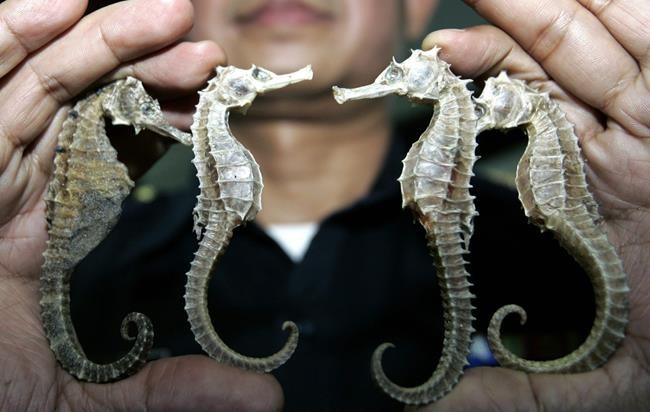 Thailand suspends seahorse trade amid conservation concerns | iNFOnews.ca