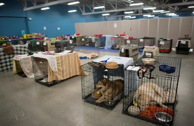 Volunteers provide critter care for Fort McMurray wildfire evacuees | iNFOnews.ca Volunteers provide critter care for Fort McMurray wildfire evacuees | iNFOnews.ca
