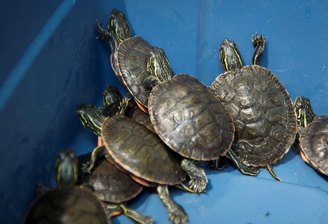 Turtles, butterflies and foxes: Captive breeding for endangered species growing | iNFOnews.ca CP2049713993