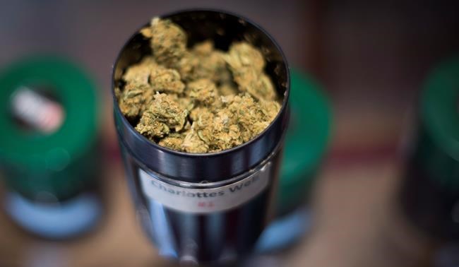 Trend of low potency products expected in legal recreational cannabis market | iNFOnews.ca Trend of low potency products expected in legal recreational cannabis market | iNFOnews.ca