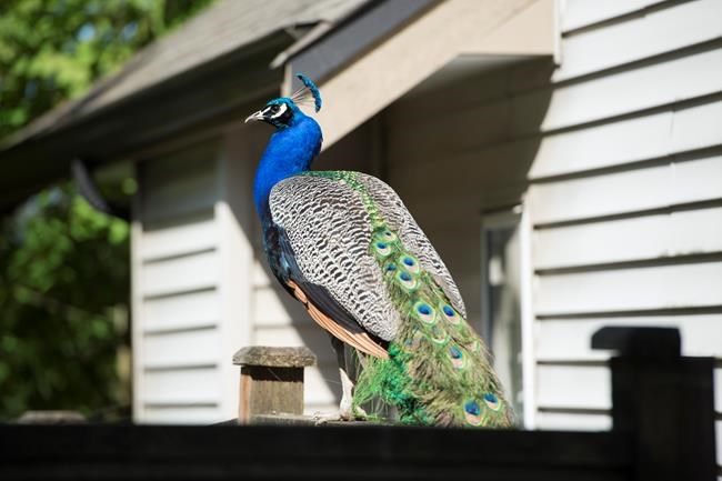 Feral peacocks ruffle feathers in Surrey, B.C., neighbourhood | iNFOnews.ca