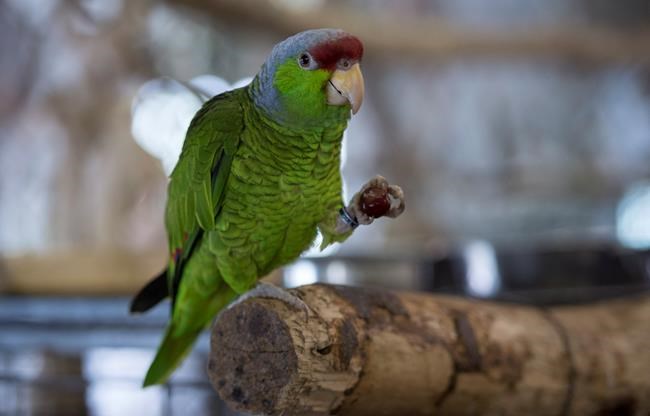B.C. parrot refuge set to close Aug. 1, hundreds of birds in need of homes | iNFOnews.ca B.C. parrot refuge set to close Aug. 1, hundreds of birds in need of homes | iNFOnews.ca