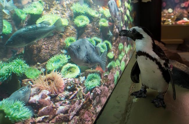 Vancouver's shuttered aquarium searching for financial solution amid pandemic | iNFOnews.ca
