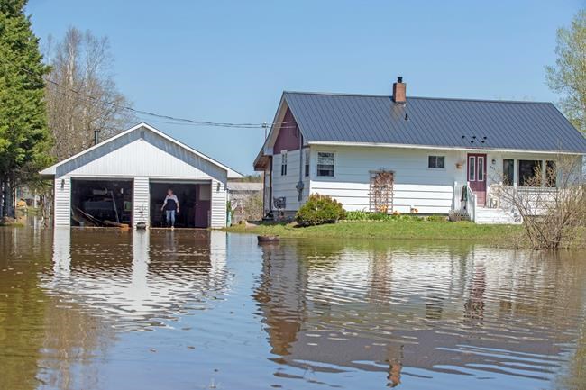 Emaciated moose euthanized as concern grows for N.B. animals displaced by floods | iNFOnews.ca