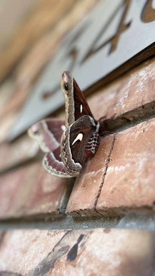 iN PHOTOS: Three species of mega-sized moths flying around Thompson-Okanagan | iNFOnews.ca iN PHOTOS: Three species of mega-sized moths flying around Thompson-Okanagan | iNFOnews.ca