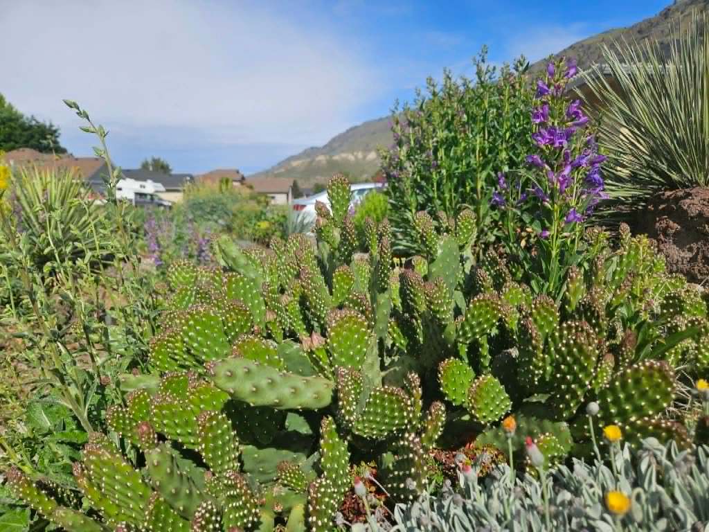Zero water required for garden bursting with blooms in Kamloops | iNhome