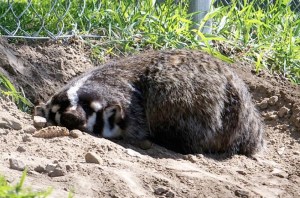 A badger appears to be napping in the dirt.
