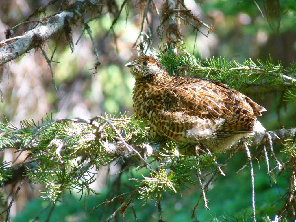 iN PHOTOS: Four species of grouse in the Thompson-Okanagan | iNFOnews.ca iN PHOTOS: Four species of grouse in the Thompson-Okanagan | iNFOnews.ca