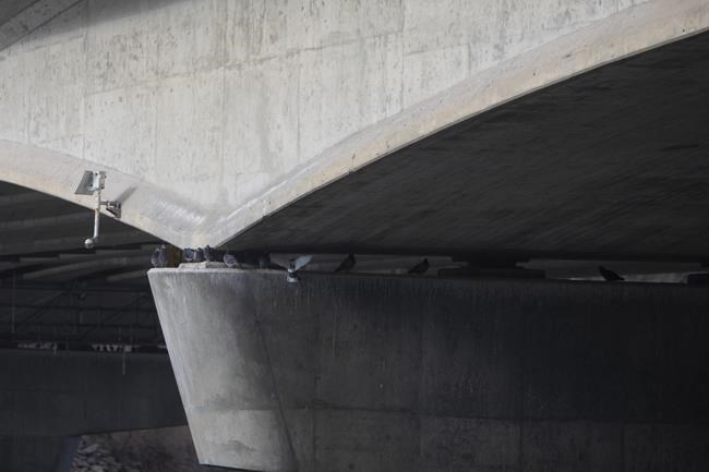 Wildlife advocate questions decision to kill pigeons pooping on Saskatoon bridge | iNFOnews.ca