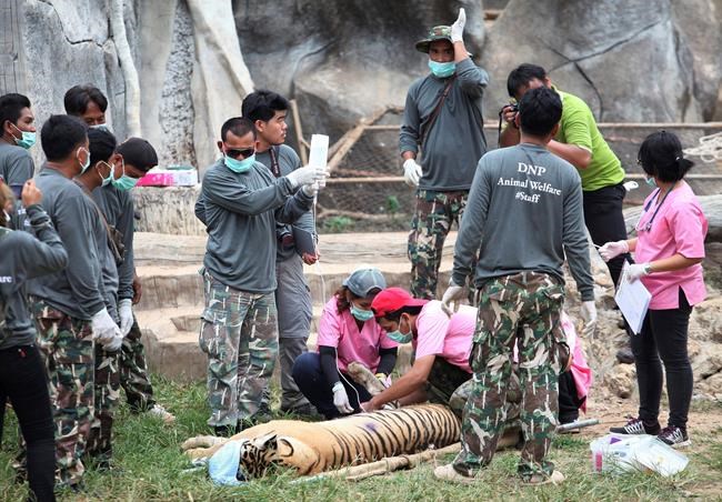 Correction: Thailand-Tiger Zoo story | iNFOnews.ca Correction: Thailand-Tiger Zoo story | iNFOnews.ca