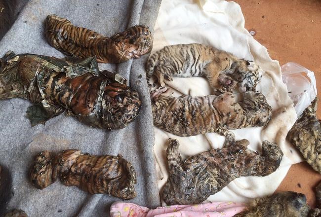 Bodies of 40 tiger cubs found in Thai temple freezer | iNFOnews.ca Bodies of 40 tiger cubs found in Thai temple freezer | iNFOnews.ca
