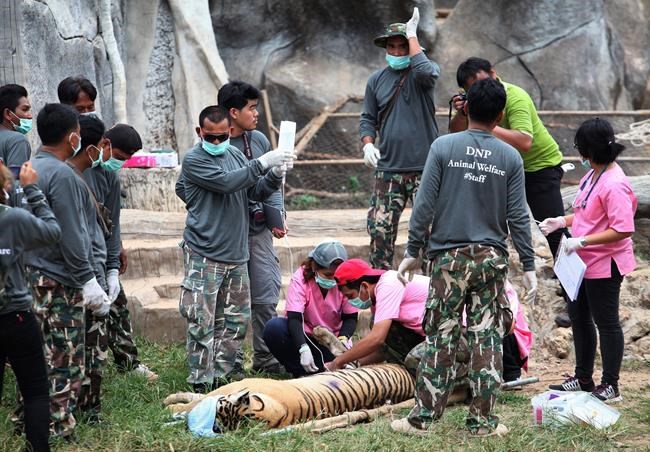 Thai police find tiger slaughterhouse in temple probe | iNFOnews.ca Thai police find tiger slaughterhouse in temple probe | iNFOnews.ca