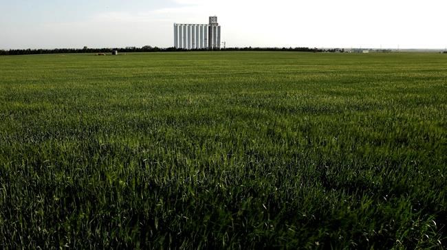 Report: US winter wheat forecast down amid drought, surplus | iNFOnews.ca