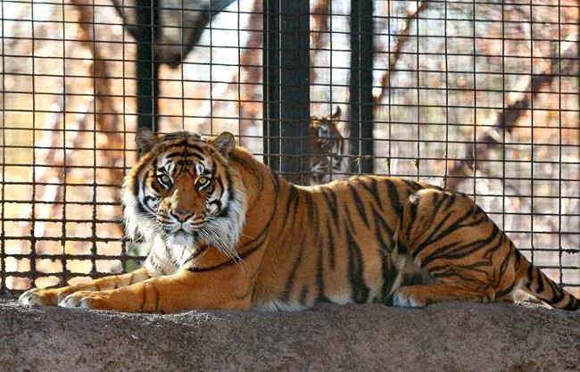 Report: Doors unlocked before tiger attack at Kansas zoo | iNFOnews.ca Report: Doors unlocked before tiger attack at Kansas zoo | iNFOnews.ca