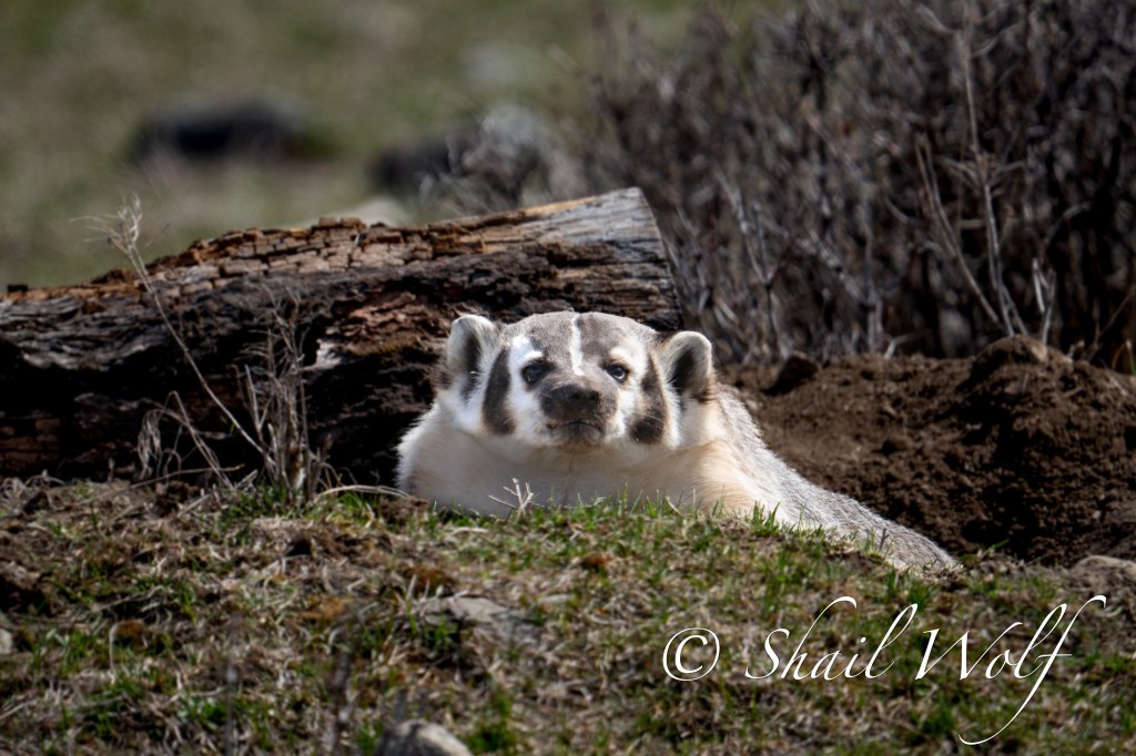 iN PHOTOS: Endangered American badgers popping up in Thompson-Okanagan | iNFOnews.ca iN PHOTOS: Endangered American badgers popping up in Thompson-Okanagan | iNFOnews.ca