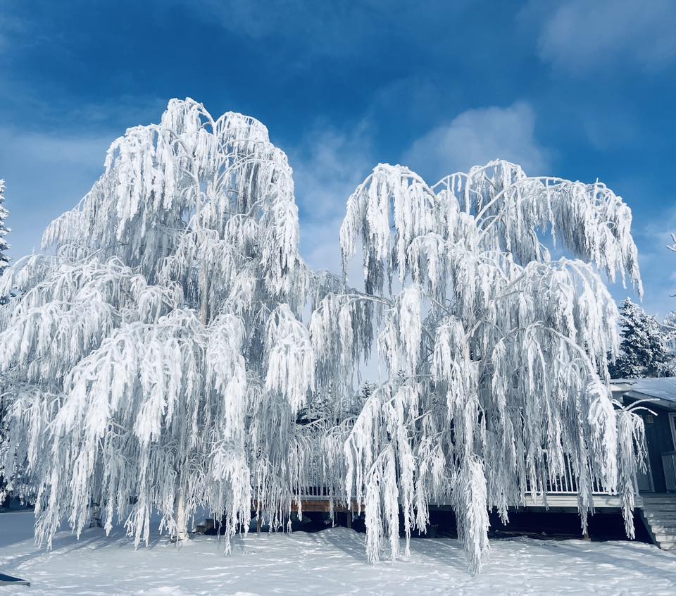 iN PHOTOS: Conditions right for fanciful frost formations in Kamloops, Okanagan | iNFOnews.ca
