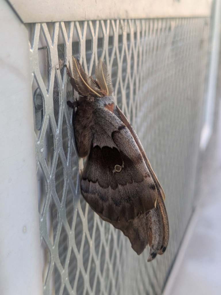 iN PHOTOS: Three species of mega-sized moths flying around Thompson-Okanagan | iNFOnews.ca iN PHOTOS: Three species of mega-sized moths flying around Thompson-Okanagan | iNFOnews.ca