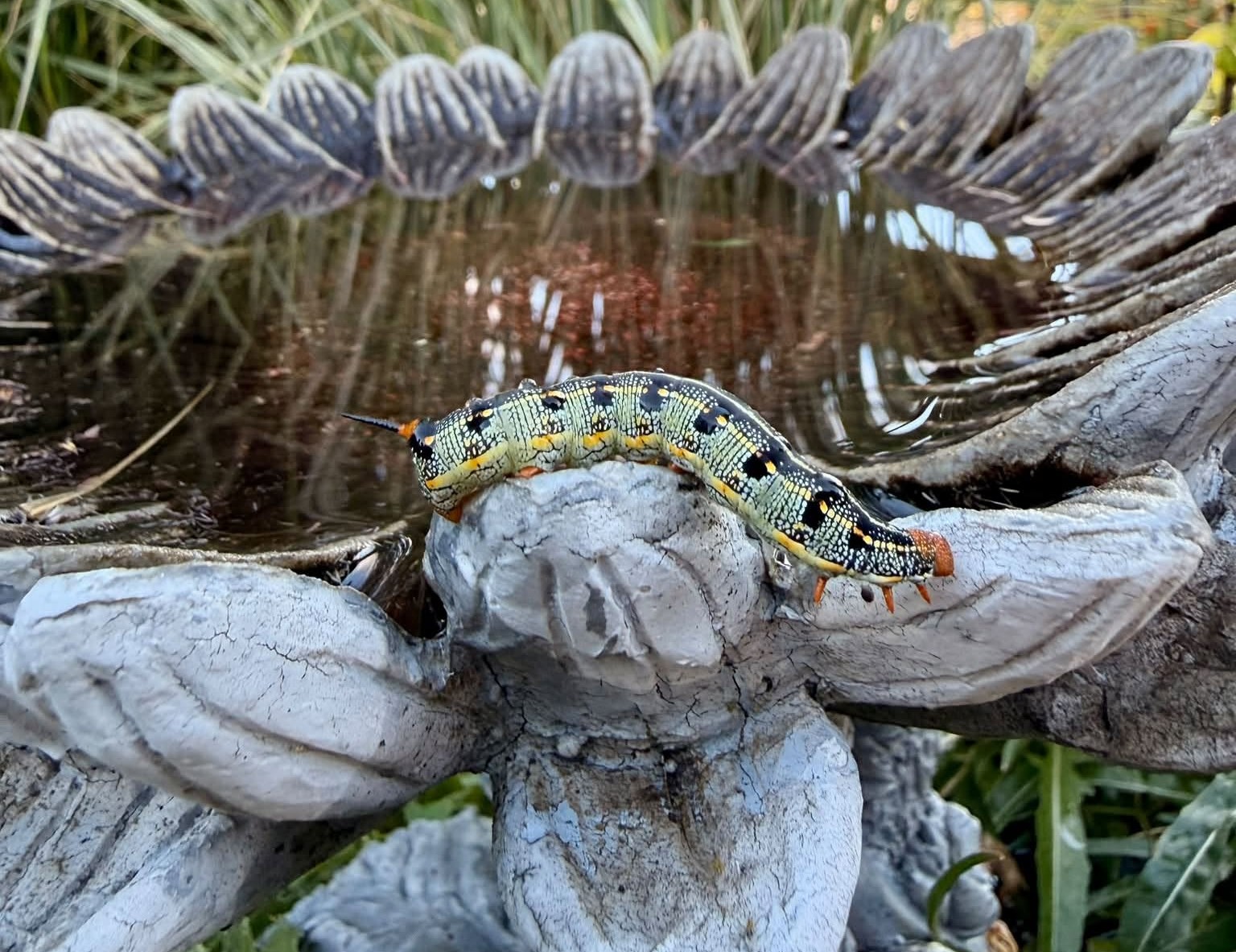 A caterpillar crawls on rocks in a garden.