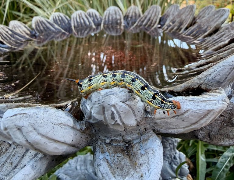 A caterpillar crawls on rocks in a garden.