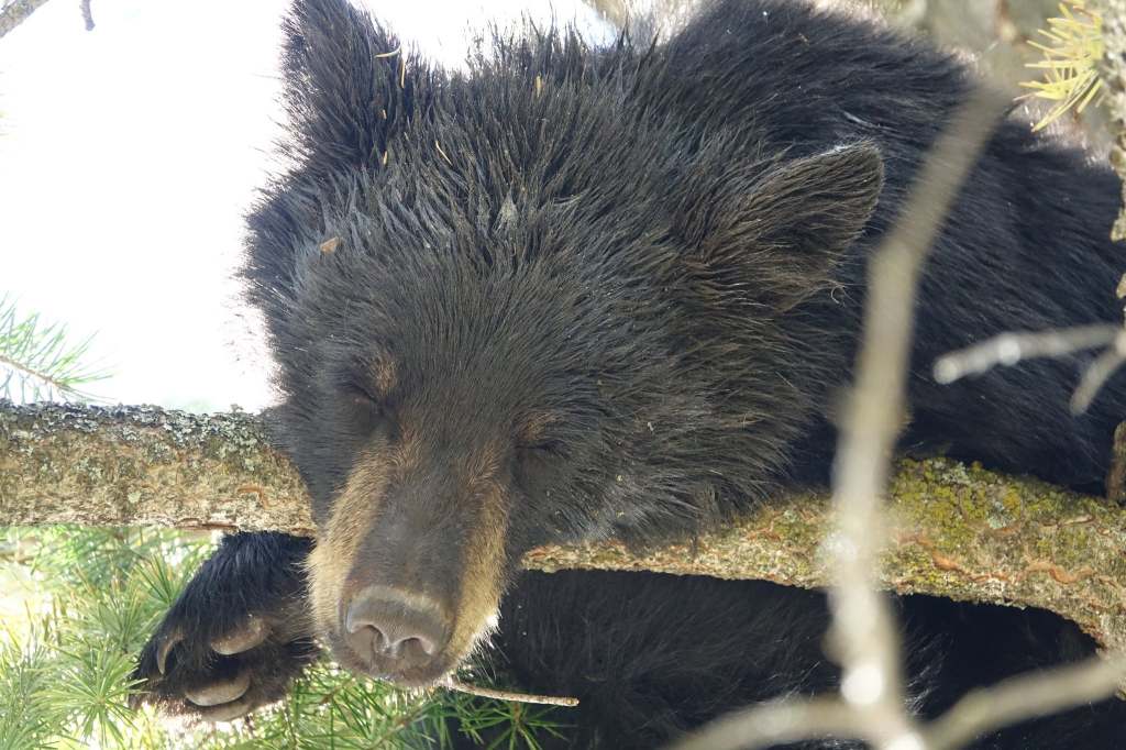 iN PHOTOS: Black bears lounge and snooze in Thompson-Okanagan trees | iNFOnews.ca A bear is sound asleep on a branch.