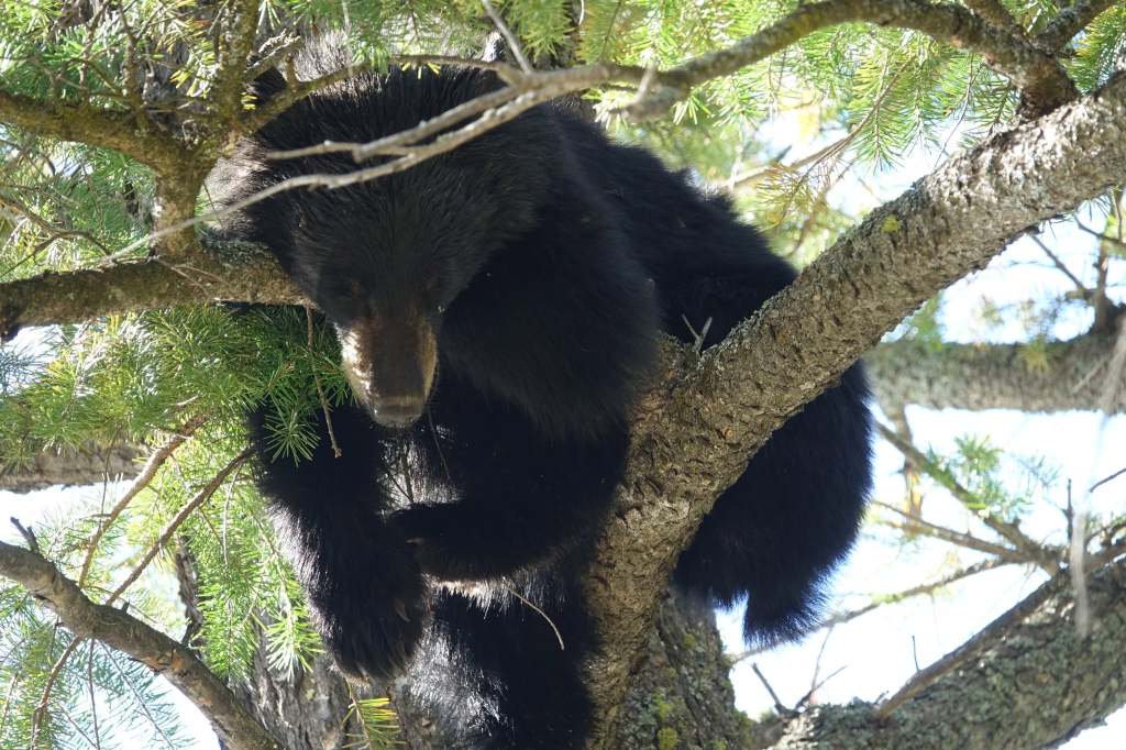 iN PHOTOS: Black bears lounge and snooze in Thompson-Okanagan trees | iNFOnews.ca iN PHOTOS: Black bears lounge and snooze in Thompson-Okanagan trees | iNFOnews.ca