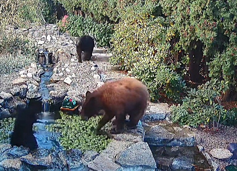 A black bear sits in a manicured fish pond while a cinnamon bear stands on the stones surrounding it and black bear is seen in the background.