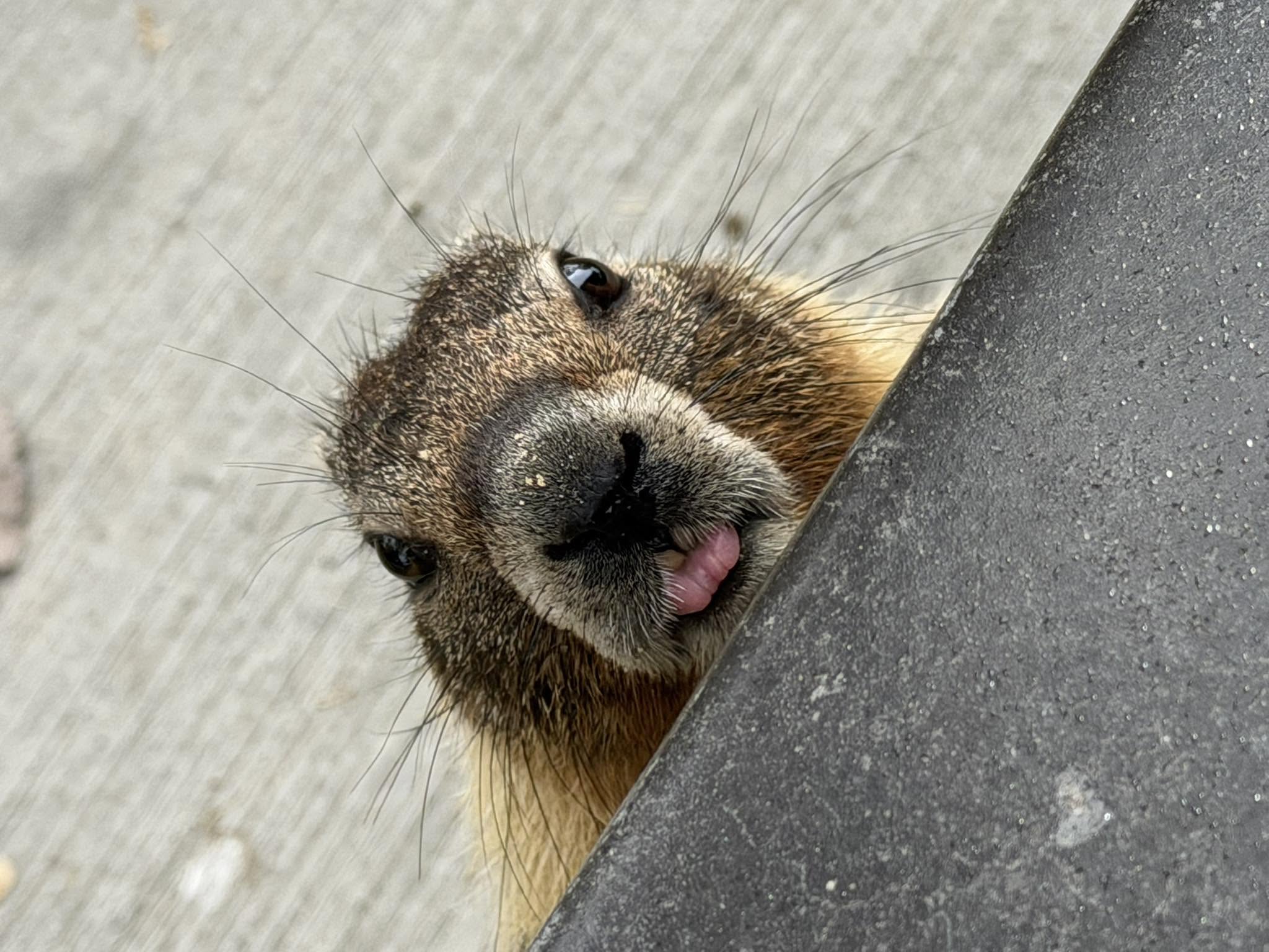A marmot is seen up close with its tongue out.