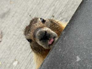 A marmot is seen up close with its tongue out.