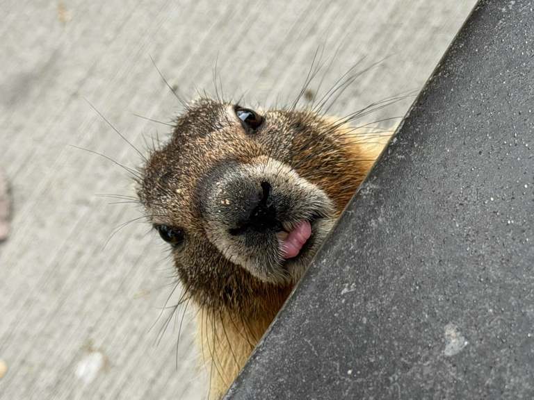 A marmot is seen up close with its tongue out.
