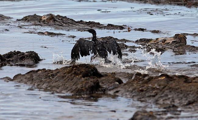 Company charged for oil spill that fouled California beaches | iNFOnews.ca Company charged for oil spill that fouled California beaches | iNFOnews.ca