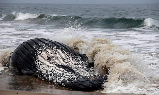 The Latest: Dead whale at LA-area beach towed back to sea | iNFOnews.ca