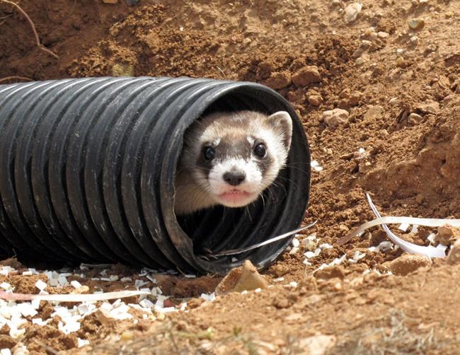 Black-footed ferrets return to where they held out in wild | iNFOnews.ca CP445974940
